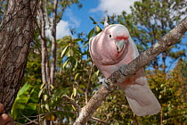 Pink cockatoo (Cacatua leadbeateri) perched on branch, Granite Gorge, Mareeba, Queensland. Captive.