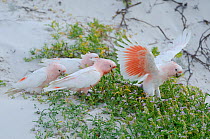 Four Pink cockatoos (Cacatua leadbeateri) standing on the ground, one flapping its wings, Eyre bird observatory, Nullarbor, Western Australia.