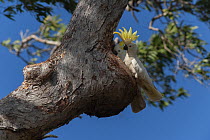Sulphur-crested cockatoo (Cacatua galerita) perched at nest hole performing courtship display, Iron Range National Park, Cape York, Queensland, Australia.