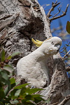 Sulphur-crested cockatoo (Cacatua galerita) perched at entrance to nest hole, Royal Botanic Garden, Sydney, New South Wales, Australia.
