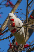 Sulphur-crested cockatoo (Cacatua galerita) perched in tree feeding on flowers, Wollongong, New South Wales, Australia.