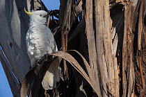Sulphur-crested cockatoo (Cacatua galerita) perched at entrance to nest, Canberra, ACT, Australia.