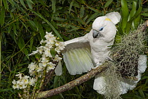 Blue-eyed cockatoo (Cacatua ophthalmica) perched on branch spreading one wing, Indonesia. Captive, occurs in Bismarck Archipelago.