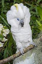 Blue-eyed cockatoo (Cacatua ophthalmica) perched on branch displaying, Indonesia. Captive, occurs in Bismarck Archipelago.