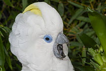 Blue-eyed cockatoo (Cacatua ophthalmica) calling and displaying, head portrait, Indonesia. Captive, occurs in Bismarck Archipelago.
