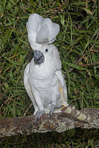 White cockatoo (Cacatua alba) perched on branch displaying, Indonesia. Captive. Endangered.