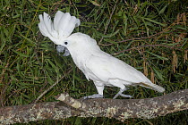 White cockatoo (Cacatua alba) walking along branch, displaying, Indonesia. Captive. Endangered.