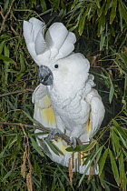 White cockatoo (Cacatua alba) perched in tree, displaying, Indonesia. Captive. Endangered.
