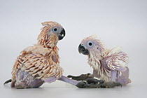 White cockatoo (Cacatua alba) chick, aged 5 weeks, and Salmon-crested cockatoo (Cacatua moluccensis) chick, aged 6 weeks, portrait, Indonesia. Captive. Endangered.