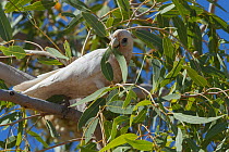 Little corella (Cacatua sanguinea) perched in tree feeding on leaves, Boulia, Queensland, Australia.