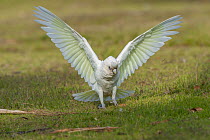 Little corella (Cacatua sanguinea) standing on the ground, displaying and spreading wings, Perth, Western Australia.