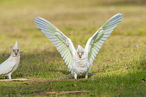 Two Little corellas (Cacatua sanguinea) standing on the ground, one displaying and spreading wings, Perth, Western Australia.