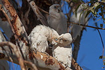Little corellas (Cacatua sanguinea) pair, perched in tree one preening the other, with another bird perched behind, Bedourie, Queensland, Australia.