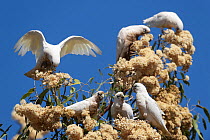 Little corella (Cacatua sanguinea) flock perched in tree feeding on flowers, Windorah, Queensland, Australia.