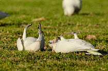 Little corellas (Cacatua sanguinea) pair, rolling on the ground, courtship display, Perth, Western Australia.