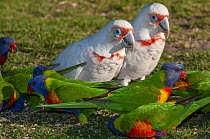Two Long-billed corellas (Cacatua tenuirostris) standing on the ground surrounded by flock of Rainbow lorys (Trichoglossus haematodus), Bungalow Park Campground, Ulladulla, New South Wales, Australia.