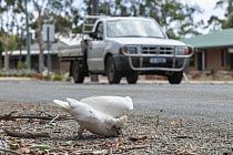 Western corella (Cacatua pastinator) lying at roadside, paralysed after ingesting poison, Frankland, Western Australia.