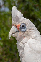 Western corella (Cacatua pastinator) head portrait, Frankland, Western Australia.