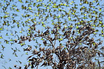 Cockatiel (Nymphicus hollandicus) flock perched in tree top, Murchinson Shire, Western Australia.