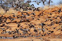 Cockatiel (Nymphicus hollandicus) flock in flight and landing at water's edge, Murchinson Shire, Western Australia.