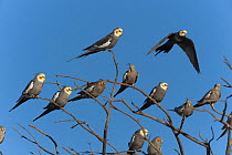 Cockatiel (Nymphicus hollandicus) flock perched in tree top against blue sky, Murchinson Shire, Western Australia.