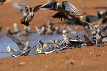 Cockatiel (Nymphicus hollandicus) flock drinking at water's edge and taking flight, Murchinson Shire, Western Australia.