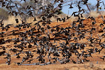 Cockatiel (Nymphicus hollandicus) flock taking flight from dry gorund, Murchinson Shire, Western Australia.