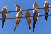 Seven Cockatiels (Nymphicus hollandicus) perched on overhead wires, Walgett, New South Wales, Australia