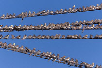 Cockatiel (Nymphicus hollandicus) flock, perched on overhead wires, Walgett, New South Wales, Australia.