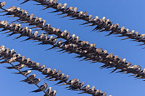 Cockatiel (Nymphicus hollandicus) flock, perched on overhead wires, Walgett, New South Wales, Australia.