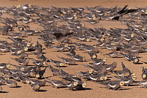 Cockatiel (Nymphicus hollandicus) flock on the ground feeding, Walgett, New South Wales, Australia.