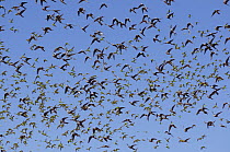 Cockatiel (Nymphicus hollandicus) flock in flight, Murchinson Shire, Western Australia.