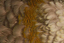 Kaka (Nestor meridionalis) plumage detail, museum specimen, Natural History Museum Paris, France. Occurs in New Zealand.