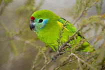 Red-browed fig parrot (Cyclopsitta diophthalma macleayana) perched on branch, Australia. Captive.