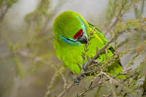 Red-browed fig parrot (Cyclopsitta diophthalma macleayana) perched on branch feeding, Australia. Captive.