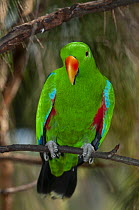 Eclectus parrot (Eclectus roratus) male, perched on branch, Neville Connors Aviculture, New South Wales, Australia. Captive, occurs in Indonesia.