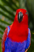 Eclectus parrot (Eclectus roratus) female, portrait, Jurong Bird Park, Singapore. Captive, occurs in Indonesia.