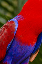 Eclectus parrot (Eclectus roratus) female, plumage detail, Jurong Bird Park, Singapore. Captive, occurs in Indonesia.