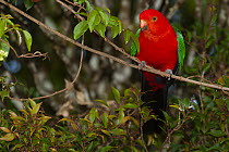 Australian king parrot (Alisterus scapularis) male, perched on branch, Lamington National Park, Queensland, Australia.