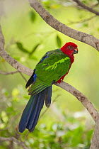 Green-winged king parrot (Alisterus chloropterus callopterus) male, perched on branch, Loro Parque, Tenerife, Canary Islands. Captive, Occurs in New Guinea.