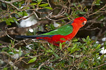 Australian king parrot (Alisterus scapularis) male, perched in tree, Lamington National Park, Queensland, Australia.