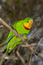 Superb parrot (Polytelis swainsonii) male, perched on branch, Kyabram Fauna Park, Victoria, Australia. Captive.