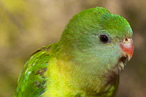 Superb parrot (Polytelis swainsonii) female, head portrait, Kyabram Fauna Park, Victoria, Australia. Captive.
