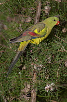 Regent parrot (Polytelis anthopeplus) female, perched in tree, Cleland Willdlife Park, Adelaide, South Australia. Captive.
