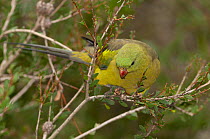 Regent parrot (Polytelis anthopeplus) female, perched in tree, Cleland Willdlife Park, Adelaide, South Australia. Captive.
