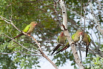 Four Princess parrots (Polytelis alexandrae) perched in tree, Neale Junction Nature Reserve, Western Australia.