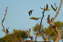 Princess parrot (Polytelis alexandrae) flock taking flight from tree, Neale Junction Nature Reserve, Western Australia.