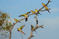 Princess parrot (Polytelis alexandrae) flock perched in tree, Neale Junction Nature Reserve, Western Australia.