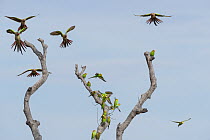 Budgerigar (Melopsittacus undulatus) flock perched in tree with five Princess parrots (Polytelis alexandrae) in flight above, Neale Junction Nature Reserve, Western Australia.