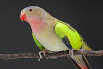 Princess parrot (Polytelis alexandrae) male, perched on branch, portrait, Greg Brandon Aviculture, New South Wales, Australia. Captive.